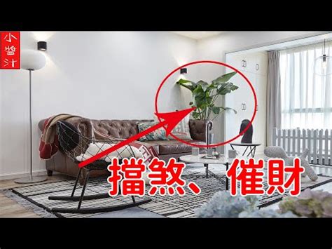 辦公室植物擋煞|【辦公室 擋煞】辦公室風水佈局全攻略！植物擺放與煞氣破解法